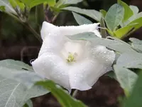 metel devil's trumpet