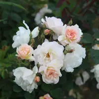 Rose (Rosa 'Penelope') plant