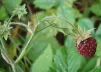 Hautbois Strawberry (Fragaria moschata) plant