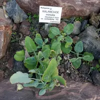 Kalanchoe miniata