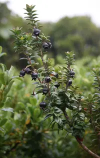 Ugni myricoides