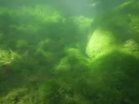 fissidens moss