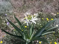 Pancratium foetidum outdoor