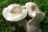 California Agaricus