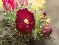 Thurber's Cholla