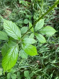 Rubus leightonii