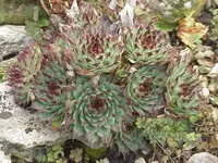 houseleek