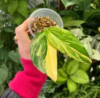 Philodendron Cobra