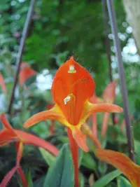 Columnea hirta