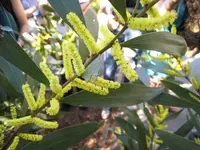 Sydney golden wattle (Acacia longifolia) plant