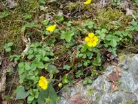 Potentilla stolonifera