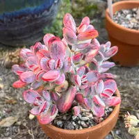 Cotyledon orbiculata in the pot