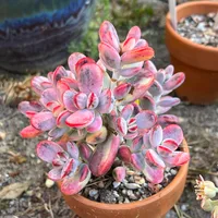 Cotyledon orbiculata in the pot