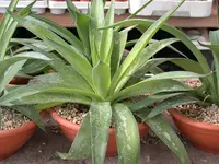 Texas tuberose