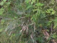Actiniopteris semiflabellata