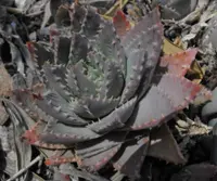 Short-leaved aloe