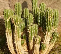 Euphorbia officinarum (Euphorbia officinarum) plant