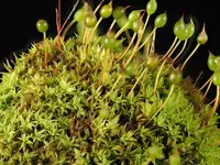zygodon moss