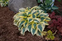 Hosta Shadowland Autumn Frost leaves
