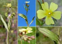 Woody Rock-rose