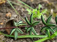 Hemionitis ternifolia (Hemionitis ternifolia) plant