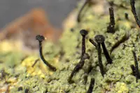 spike lichen