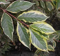 Weigela