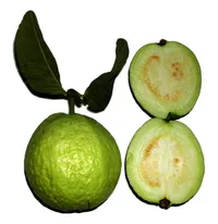 guava