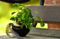 Mimosa pudica