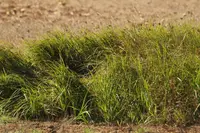 Tuberous Bulrush