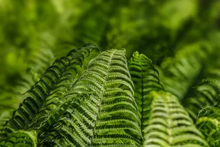 ferns