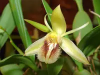 Brown Rock Orchid
