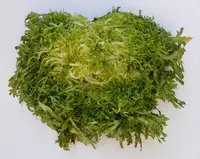 cultivated endive