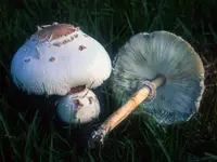 false parasol