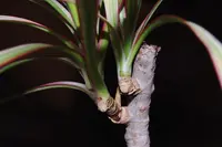 Dragon Tree