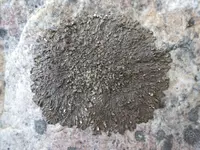 Blistered Camouflage Lichen