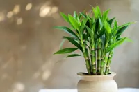 Lucky Bamboo
