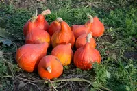Winter Squash (Cucurbita maxima 'Red Kuri') plant