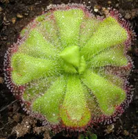 Peninsula Sundew