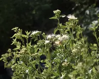fragrant snakeroot