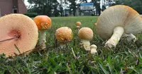Peach-Colored Fly Agaric