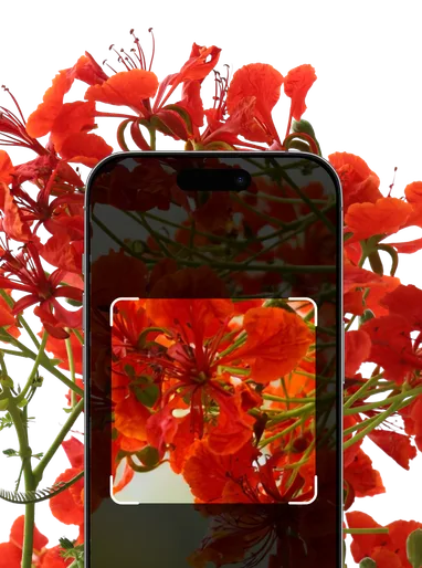 Red and Pink Flower Plant Identification – Hero Mobile
