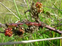 Himalayan blackberry