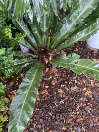 Bird's nest ferns photo by a Botan App user