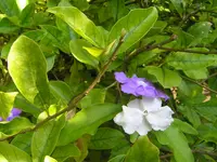 manaca (Brunfelsia uniflora) plant