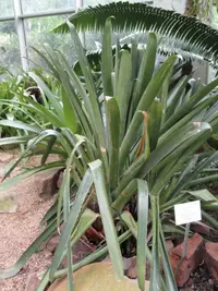 Vriesea gigantea