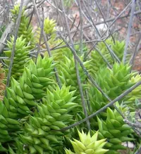 Rough Flowered Apicra