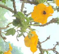 Succulent Sesame (Uncarina grandidieri) plant