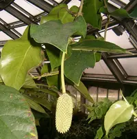 Monstera tuberculata