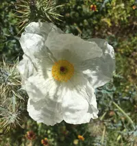 bluestem pricklypoppy